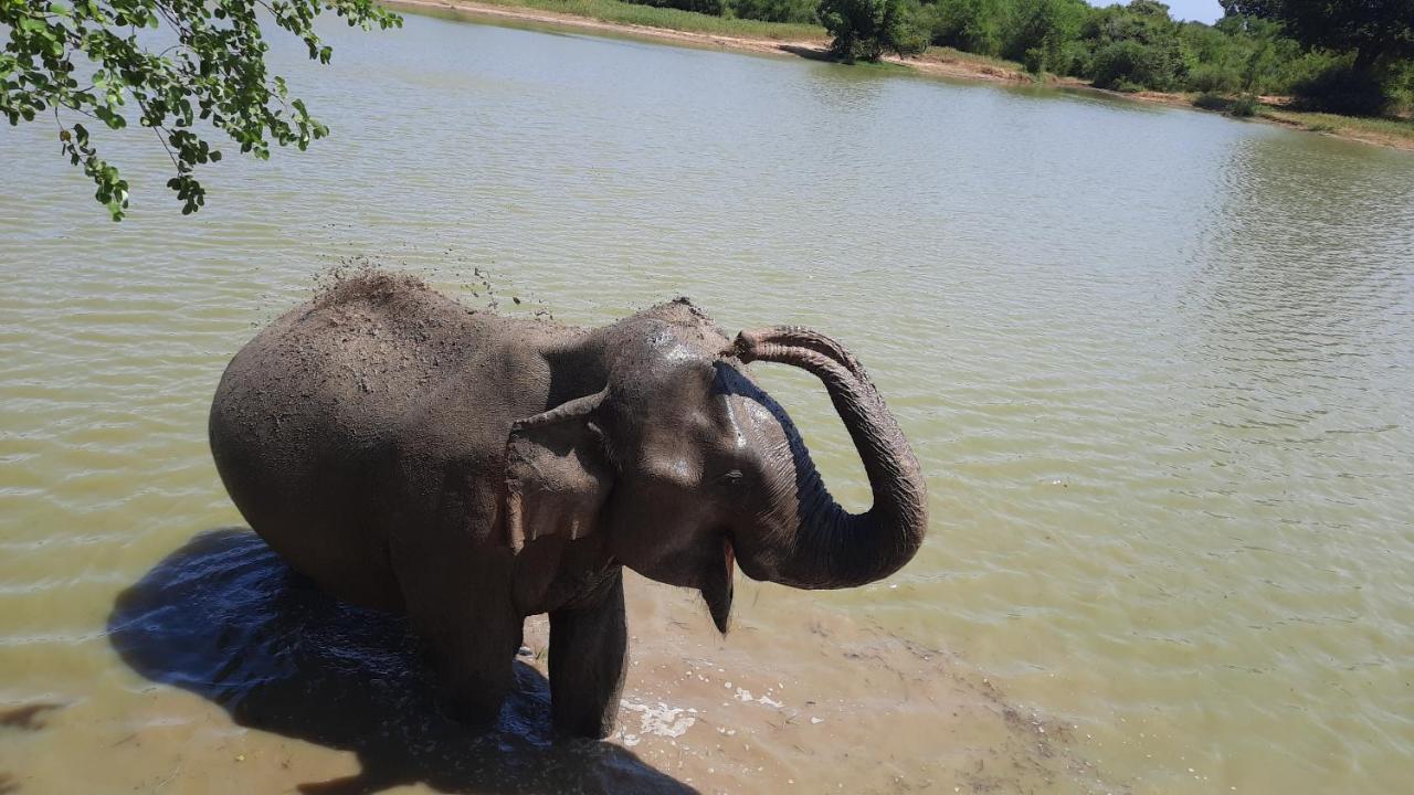 Wild Lake Side Udawalawe Eksteriør billede
